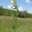  Paul Fabre - Vicia lutea L. [1753]