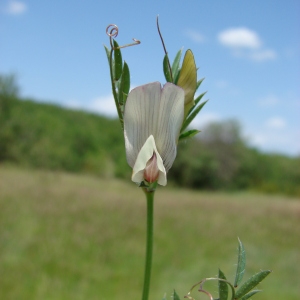 Photographie n°74222 du taxon Vicia lutea L. [1753]