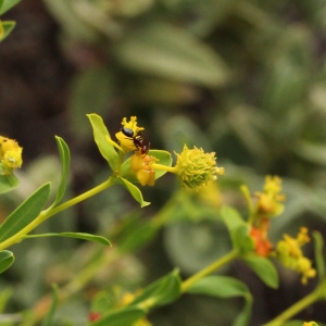 Photographie n°74228 du taxon Euphorbia spinosa L. [1753]