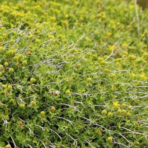 Photographie n°74229 du taxon Euphorbia spinosa L. [1753]