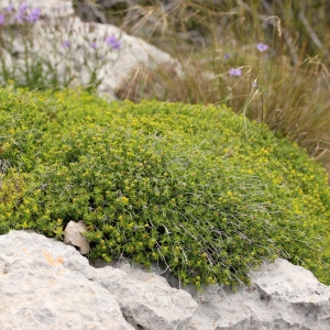 Photographie n°74230 du taxon Euphorbia spinosa L. [1753]