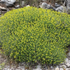Photographie n°74232 du taxon Euphorbia spinosa L. [1753]