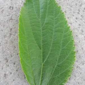 Photographie n°74233 du taxon Celtis australis L. [1753]