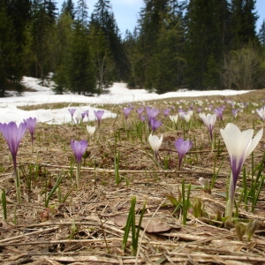 Photographie n°74239 du taxon Crocus vernus subsp. albiflorus (Kit. ex Schult.) Ces. [1844]