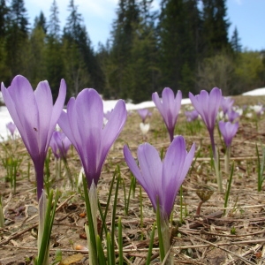 Photographie n°74240 du taxon Crocus vernus subsp. albiflorus (Kit. ex Schult.) Ces. [1844]