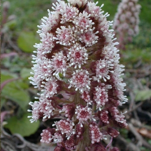 Photographie n°74243 du taxon Petasites hybridus (L.) G.Gaertn., B.Mey. & Scherb. [1801]