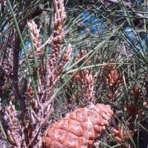 Photographie n°74258 du taxon Pinus halepensis subsp. brutia (Ten.) A.E.Murray [1983]