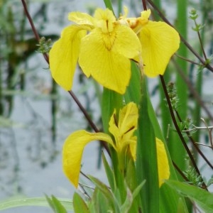 Photographie n°74264 du taxon Iris pseudacorus L. [1753]