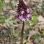  Stef Dn - Orchis purpurea Huds. [1762]