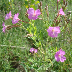 Photographie n°74268 du taxon Epilobium hirsutum L.