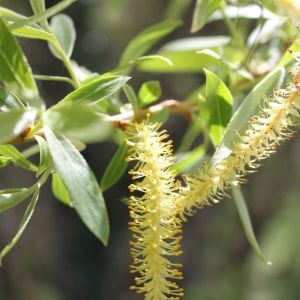 Photographie n°74273 du taxon Salix alba L. [1753]