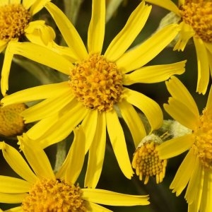  - Tephroseris helenitis subsp. helenitis 