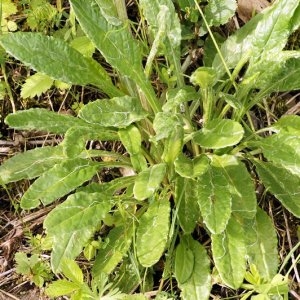  - Tephroseris helenitis subsp. helenitis 