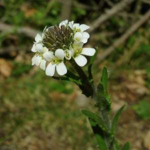 Photographie n°74283 du taxon Arabis hirsuta (L.) Scop.