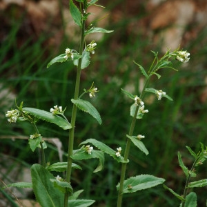 Photographie n°74284 du taxon Arabis turrita L. [1753]