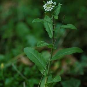 Photographie n°74285 du taxon Arabis turrita L. [1753]