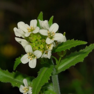 Photographie n°74286 du taxon Arabis turrita L. [1753]