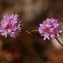  Marc Chouillou - Armeria arenaria (Pers.) Schult. [1820]