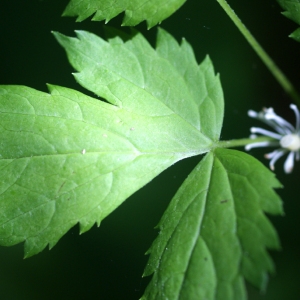 Photographie n°74298 du taxon Actaea spicata L. [1753]