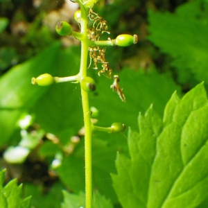 Photographie n°74300 du taxon Actaea spicata L. [1753]