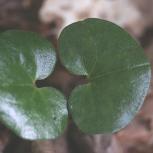 Photographie n°74310 du taxon Asarum europaeum L.