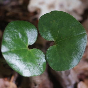 Photographie n°74311 du taxon Asarum europaeum L.