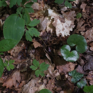 Photographie n°74312 du taxon Asarum europaeum L.