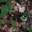  Liliane Roubaudi - Asarum europaeum L.