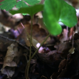 Photographie n°74313 du taxon Asarum europaeum L.