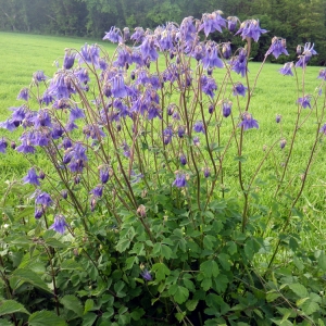 Photographie n°74316 du taxon Aquilegia vulgaris L. [1753]