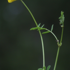 Photographie n°74319 du taxon Coronilla minima L. [1756]