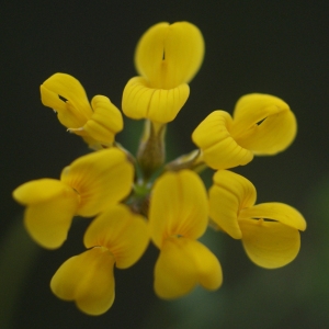 Coronilla clusii Dufour (Coronille naine)