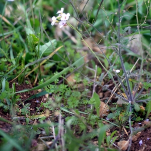 Photographie n°74332 du taxon Cardaminopsis arenosa (L.) Hayek [1908]