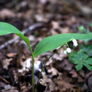 Photographie n°74342 du taxon Convallaria majalis L. [1753]