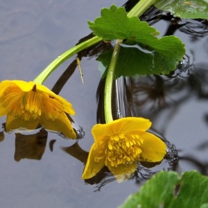 Photographie n°74345 du taxon Caltha palustris L. [1753]