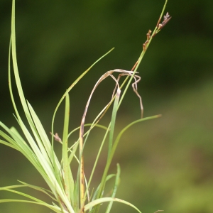 Photographie n°74348 du taxon Carex ornithopoda Willd. [1805]