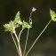  Liliane Roubaudi - Geranium columbinum L. [1753]