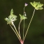  Liliane Roubaudi - Geranium columbinum L. [1753]