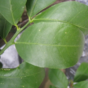 Photographie n°74363 du taxon Citrus limon (L.) Burm.f. [1768]