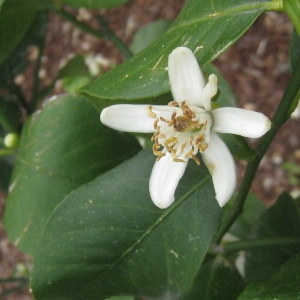 Photographie n°74368 du taxon Citrus limon (L.) Burm.f. [1768]