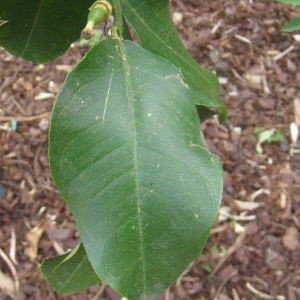 Photographie n°74369 du taxon Citrus limon (L.) Burm.f. [1768]