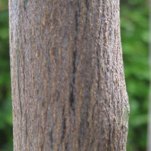 Photographie n°74376 du taxon Citrus limon (L.) Burm.f. [1768]