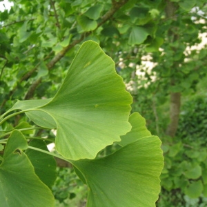 Photographie n°74380 du taxon Ginkgo biloba L. [1771]