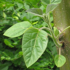 Photographie n°74382 du taxon Paulownia tomentosa (Thunb.) Steud. [1841]