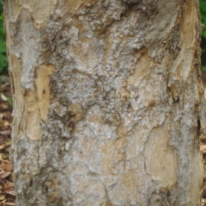 Photographie n°74386 du taxon Punica granatum L. [1753]