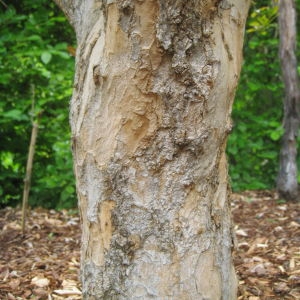 Photographie n°74387 du taxon Punica granatum L. [1753]