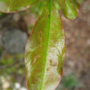 Photographie n°74391 du taxon Punica granatum L. [1753]