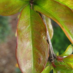 Photographie n°74393 du taxon Punica granatum L. [1753]