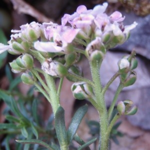 Photographie n°74410 du taxon Iberis saxatilis L. [1756]