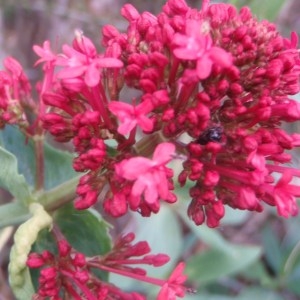 Photographie n°74431 du taxon Centranthus ruber (L.) DC.